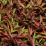 Nandina domestica 'Richmond'.png